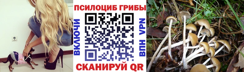 Галлюциногенные грибы Psilocybine cubensis  hydra онион  Харабали 
